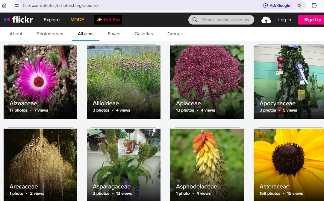 plant photos sorted by plant family scientific names